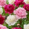 Peony Pink And White Mixed Flower Bulbs, Live Bare Roots (Bag Of 3) -Garden State Bulb garden state bulb flower bulbs ecs 12 03 01 64 1000