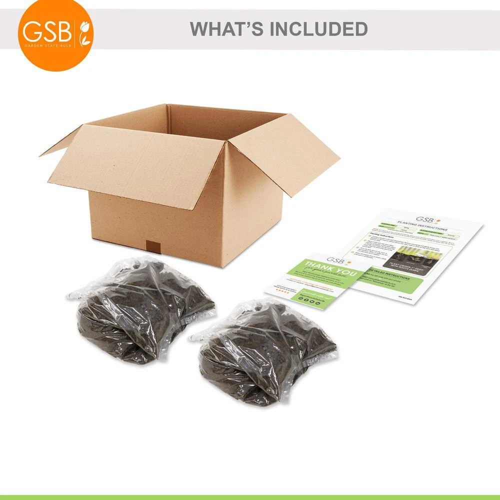 Peony Pink And White Mixed Flower Bulbs, Live Bare Roots (Bag Of 6) 4 Peony Pink And White Mixed Flower Bulbs, Live Bare Roots (Bag Of 6) - Image 2