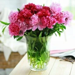 Peony Pink And White Mixed Flower Bulbs, Live Bare Roots (Bag Of 9) -Garden State Bulb garden state bulb flower bulbs ecs 12 09 03 31 1000