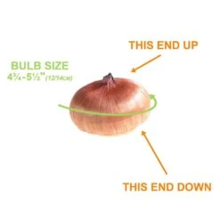 12 Cm/14 Cm, Purple Milka Gladiolus Flower Bulbs (Bag Of 30) -Garden State Bulb garden state bulb flower bulbs ecs 171 30 01 1f 1000