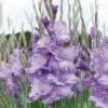 12 Cm/14 Cm, Purple Milka Gladiolus Flower Bulbs (Bag Of 30) -Garden State Bulb garden state bulb flower bulbs ecs 171 30 01 64 1000