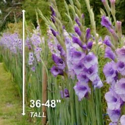 12 Cm/14 Cm, Purple Milka Gladiolus Flower Bulbs (Bag Of 60) 12 12 Cm/14 Cm, Purple Milka Gladiolus Flower Bulbs (Bag Of 60) -Garden State Bulb garden state bulb flower bulbs ecs 171 60 02 4f 1000