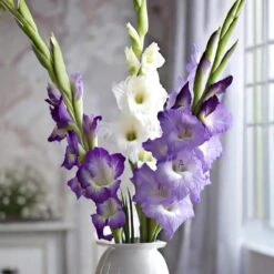 12 Cm/14 Cm, Purple Milka Gladiolus Flower Bulbs (Bag Of 60) 10 12 Cm/14 Cm, Purple Milka Gladiolus Flower Bulbs (Bag Of 60) -Garden State Bulb garden state bulb flower bulbs ecs 171 60 02 e1 1000