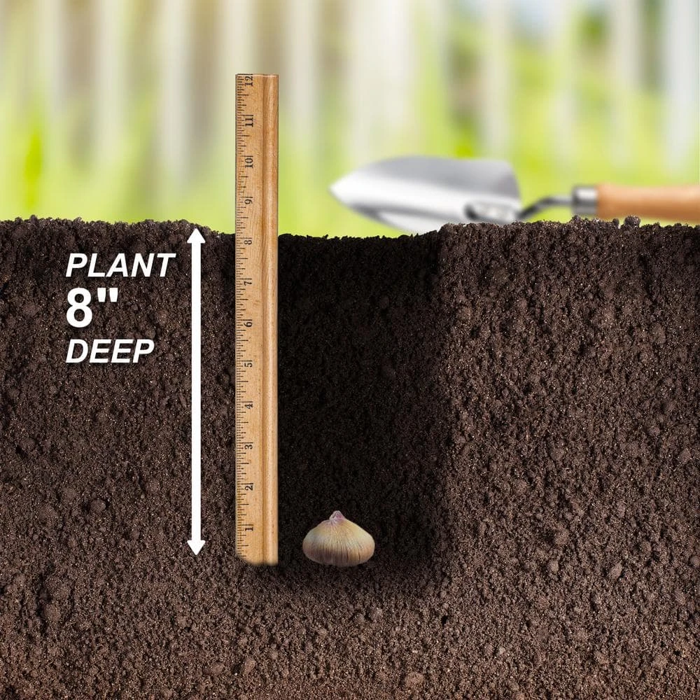 12 Cm/14 Cm, Olympic Flame Gladiolus Flower Bulbs (Bag Of 30) 7 12 Cm/14 Cm, Olympic Flame Gladiolus Flower Bulbs (Bag Of 30) - Image 5