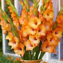 12 Cm/14 Cm, Olympic Flame Gladiolus Flower Bulbs (Bag Of 90) 17 12 Cm/14 Cm, Olympic Flame Gladiolus Flower Bulbs (Bag Of 90) -Garden State Bulb garden state bulb flower bulbs ecs 172 90 03 31 1000