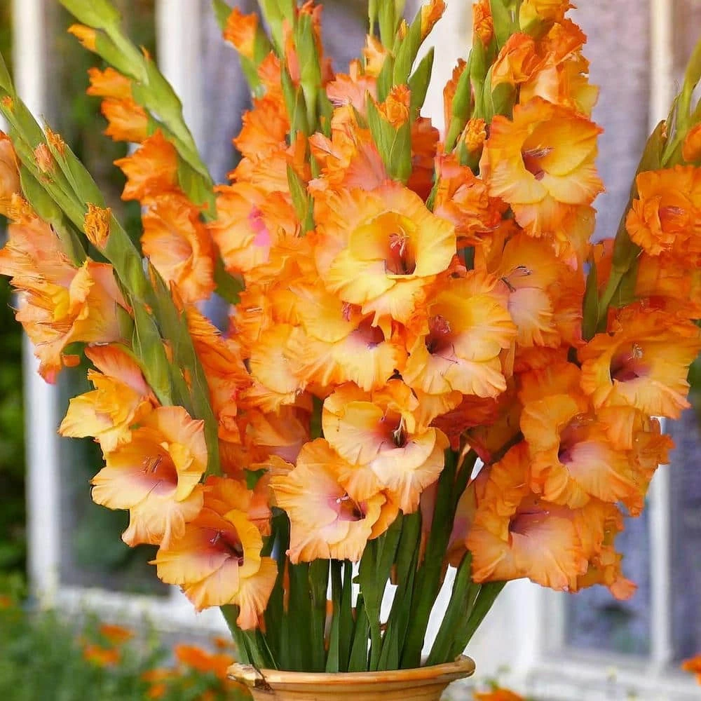 12 Cm/14 Cm, Olympic Flame Gladiolus Flower Bulbs (Bag Of 90) 10 12 Cm/14 Cm, Olympic Flame Gladiolus Flower Bulbs (Bag Of 90) - Image 8