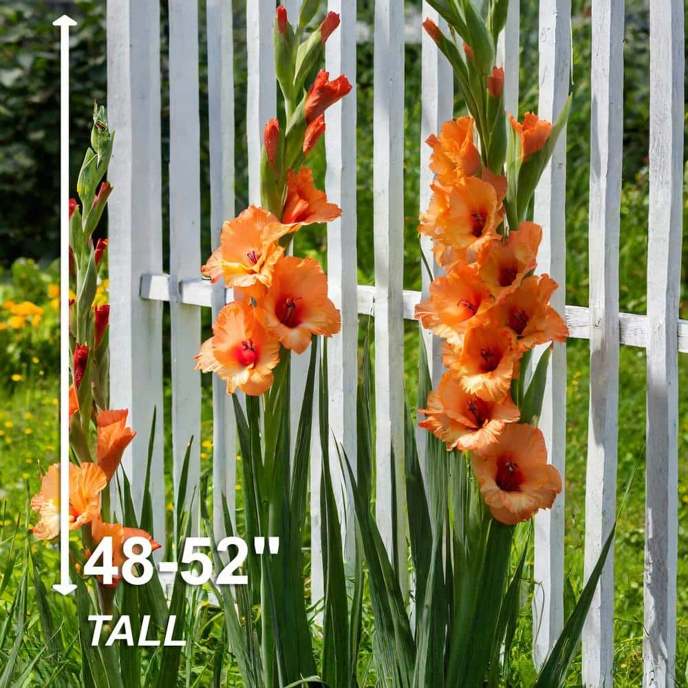 12 Cm/14 Cm, Olympic Flame Gladiolus Flower Bulbs (Bag Of 90) 5 12 Cm/14 Cm, Olympic Flame Gladiolus Flower Bulbs (Bag Of 90) - Image 3
