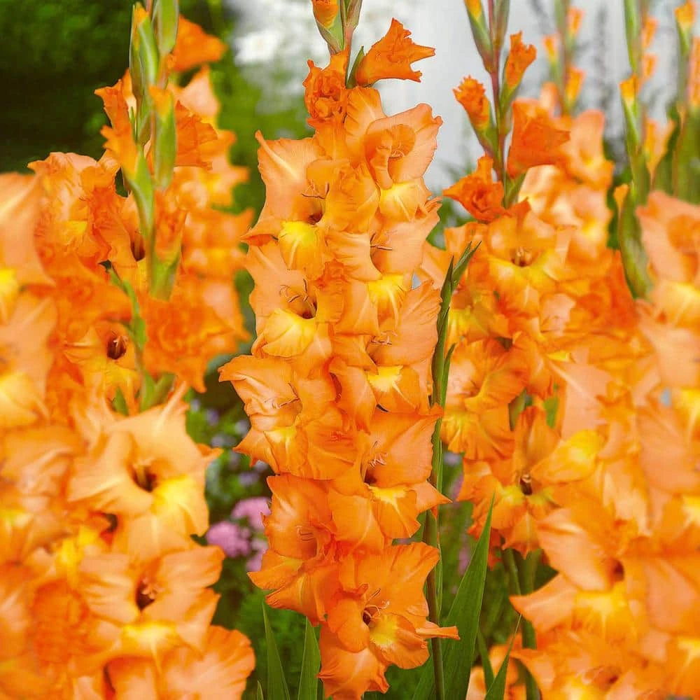 12 Cm/14 Cm, Olympic Flame Gladiolus Flower Bulbs (Bag Of 90) 3 12 Cm/14 Cm, Olympic Flame Gladiolus Flower Bulbs (Bag Of 90)