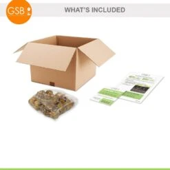 12 Cm/14 Cm, White Polar Bear Gladiolus Flower Bulbs (Bag Of 30) -Garden State Bulb garden state bulb flower bulbs ecs 173 30 01 fa 1000