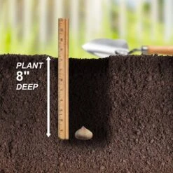 12 Cm/14 Cm, White Polar Bear Gladiolus Flower Bulbs (Bag Of 60) 14 12 Cm/14 Cm, White Polar Bear Gladiolus Flower Bulbs (Bag Of 60) -Garden State Bulb garden state bulb flower bulbs ecs 173 60 02 44 1000