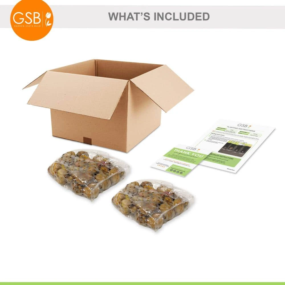 12 Cm/14 Cm, White Polar Bear Gladiolus Flower Bulbs (Bag Of 60) 9 12 Cm/14 Cm, White Polar Bear Gladiolus Flower Bulbs (Bag Of 60) - Image 7