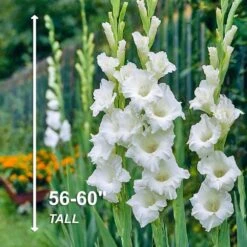 12 Cm/14 Cm, White Polar Bear Gladiolus Flower Bulbs (Bag Of 90) -Garden State Bulb garden state bulb flower bulbs ecs 173 90 03 4f 1000