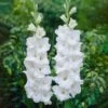12 Cm/14 Cm, White Polar Bear Gladiolus Flower Bulbs (Bag Of 90) -Garden State Bulb garden state bulb flower bulbs ecs 173 90 03 64 1000