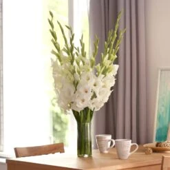 12 Cm/14 Cm, White Polar Bear Gladiolus Flower Bulbs (Bag Of 90) -Garden State Bulb garden state bulb flower bulbs ecs 173 90 03 e1 1000