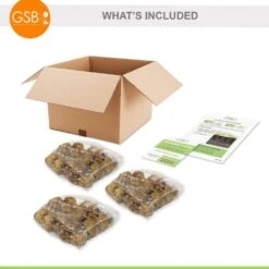 12 Cm/14 Cm, White Polar Bear Gladiolus Flower Bulbs (Bag Of 90) -Garden State Bulb garden state bulb flower bulbs ecs 173 90 03 fa 1000