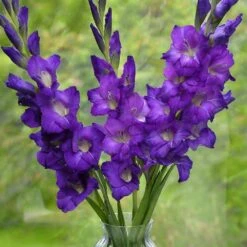 12 Cm/14 Cm, Purple Flora Gladiolus Flower Bulbs (Bag Of 30) 15 12 Cm/14 Cm, Purple Flora Gladiolus Flower Bulbs (Bag Of 30) -Garden State Bulb garden state bulb flower bulbs ecs 174 30 01 31 1000