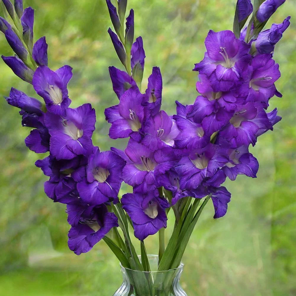 12 Cm/14 Cm, Purple Flora Gladiolus Flower Bulbs (Bag Of 30) 9 12 Cm/14 Cm, Purple Flora Gladiolus Flower Bulbs (Bag Of 30) - Image 7