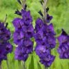 12 Cm/14 Cm, Purple Flora Gladiolus Flower Bulbs (Bag Of 30) -Garden State Bulb garden state bulb flower bulbs ecs 174 30 01 64 1000