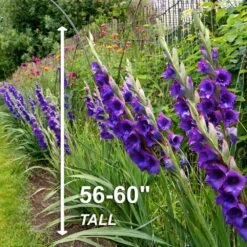 12 Cm/14 Cm, Purple Flora Gladiolus Flower Bulbs (Bag Of 60) -Garden State Bulb garden state bulb flower bulbs ecs 174 60 02 4f 1000