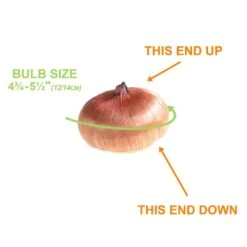 12 Cm/14 Cm, Orange Stormy Gladiolus Flower Bulbs (Bag Of 30) -Garden State Bulb garden state bulb flower bulbs ecs 176 30 01 1f 1000