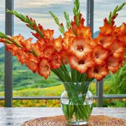 12 Cm/14 Cm, Orange Stormy Gladiolus Flower Bulbs (Bag Of 60) -Garden State Bulb garden state bulb flower bulbs ecs 176 60 02 31 1000