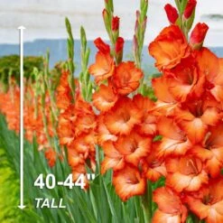 12 Cm/14 Cm, Orange Stormy Gladiolus Flower Bulbs (Bag Of 60) -Garden State Bulb garden state bulb flower bulbs ecs 176 60 02 4f 1000