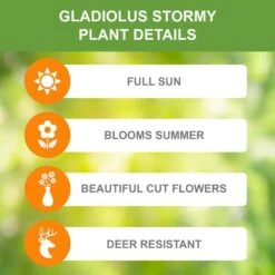 12 Cm/14 Cm, Orange Stormy Gladiolus Flower Bulbs (Bag Of 60) -Garden State Bulb garden state bulb flower bulbs ecs 176 60 02 c3 1000