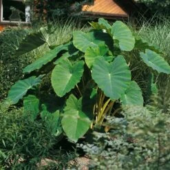 11/13 In., Colocasia Esculenta Large Elephant Ear Bulbs (Bag Of 3) -Garden State Bulb garden state bulb flower bulbs ecs 190 03 01 31 1000
