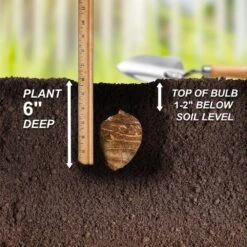 11/13 In., Colocasia Esculenta Large Elephant Ear Bulbs (Bag Of 3) -Garden State Bulb garden state bulb flower bulbs ecs 190 03 01 44 1000