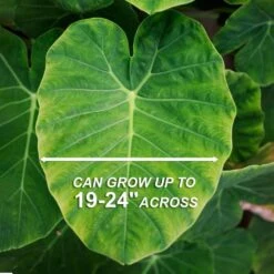 11/13 In., Colocasia Esculenta Large Elephant Ear Bulbs (Bag Of 3) -Garden State Bulb garden state bulb flower bulbs ecs 190 03 01 4f 1000