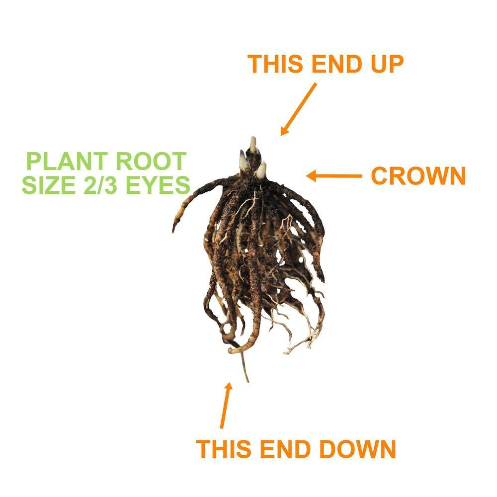 2/3 Eyes, Bleeding Heart Dicentra Spectabilis Flower Bulbs, Bare Root (Bag Of 6) 6 2/3 Eyes, Bleeding Heart Dicentra Spectabilis Flower Bulbs, Bare Root (Bag Of 6) - Image 4