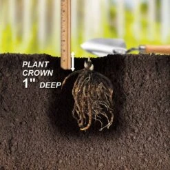 2/3 Eyes, Bleeding Heart Dicentra Spectabilis Flower Bulbs, Bare Root (Bag Of 6) 14 2/3 Eyes, Bleeding Heart Dicentra Spectabilis Flower Bulbs, Bare Root (Bag Of 6) -Garden State Bulb garden state bulb flower bulbs ecs 191 06 01 44 1000