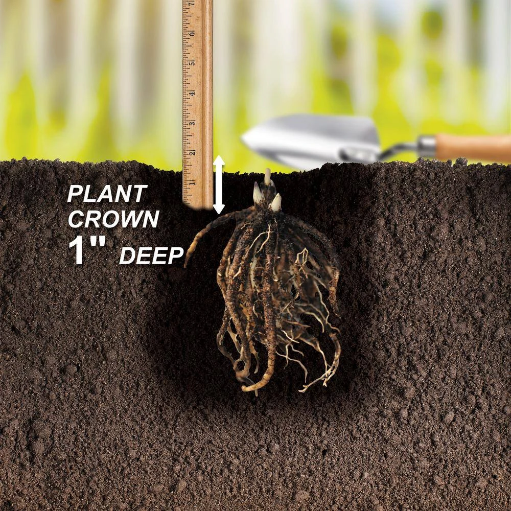 2/3 Eyes, Bleeding Heart Dicentra Spectabilis Flower Bulbs, Bare Root (Bag Of 6) 7 2/3 Eyes, Bleeding Heart Dicentra Spectabilis Flower Bulbs, Bare Root (Bag Of 6) - Image 5