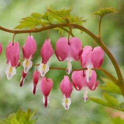 2/3 Eyes, Bleeding Heart Dicentra Spectabilis Flower Bulbs, Bare Root (Bag Of 6)
