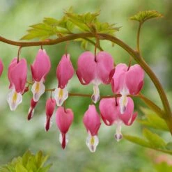 2/3 Eyes, Bleeding Heart Dicentra Spectabilis Flower Bulbs, Bare Roots (Bag Of 12)