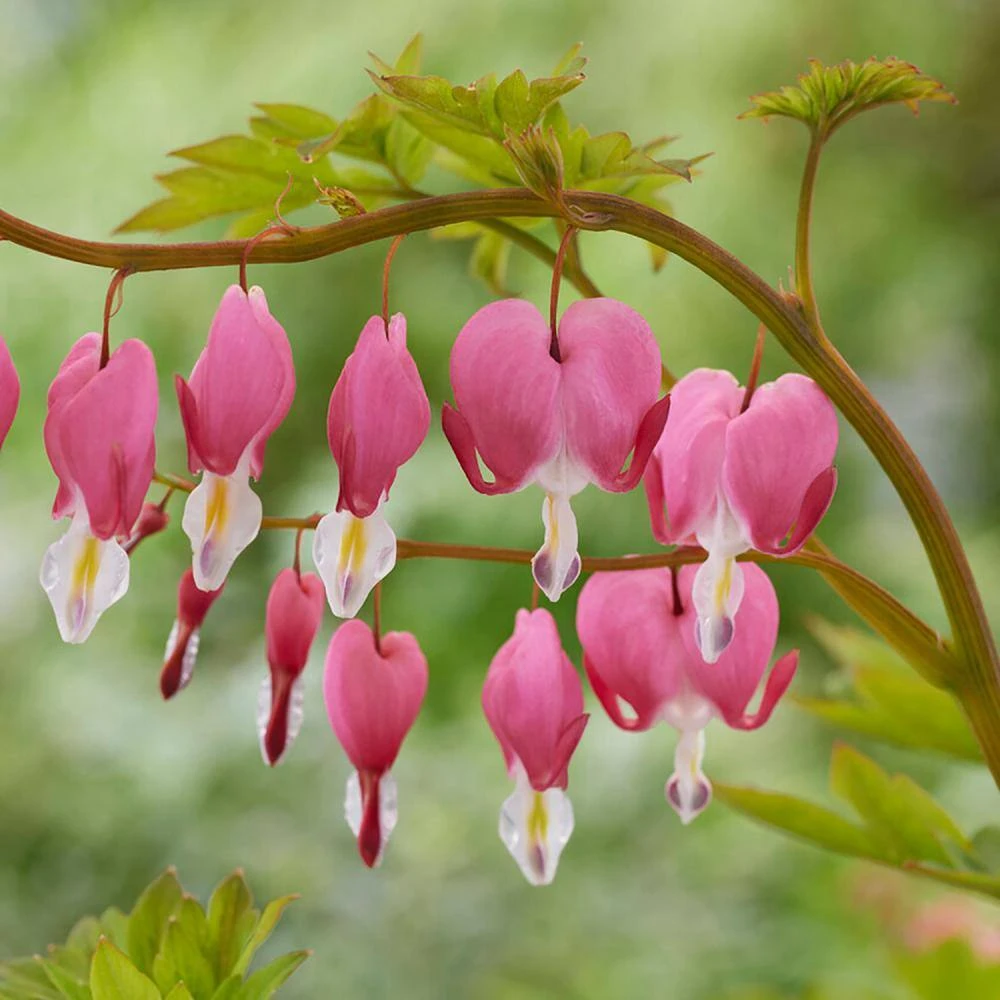 2/3 Eyes, Bleeding Heart Dicentra Spectabilis Flower Bulbs, Bare Roots (Bag Of 12) 3 2/3 Eyes, Bleeding Heart Dicentra Spectabilis Flower Bulbs, Bare Roots (Bag Of 12)
