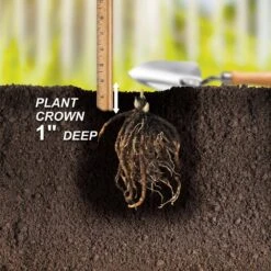 2/3 Eyes, Bleeding Heart Dicentra Spectabilis Flower Bulbs, Bare Roots (Bag Of 18) -Garden State Bulb garden state bulb flower bulbs ecs 191 18 03 44 1000