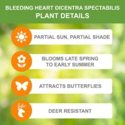 2/3 Eyes, Bleeding Heart Dicentra Spectabilis Flower Bulbs, Bare Roots (Bag Of 18) -Garden State Bulb garden state bulb flower bulbs ecs 191 18 03 c3 1000