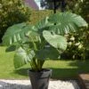 7/9 In. Alocasia Odora Elephant Ear Bulbs (Bag Of 3) -Garden State Bulb garden state bulb flower bulbs ecs 218 03 03 64 1000