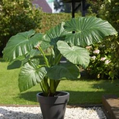 7/9 In. Alocasia Odora Elephant Ear Bulbs (Bag Of 3)