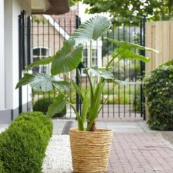 7/9 Inches, Alocasia Odora Elephant Ear Bulbs (Bag Of 5) 17 7/9 Inches, Alocasia Odora Elephant Ear Bulbs (Bag Of 5) -Garden State Bulb garden state bulb flower bulbs ecs 218 05 05 31 1000