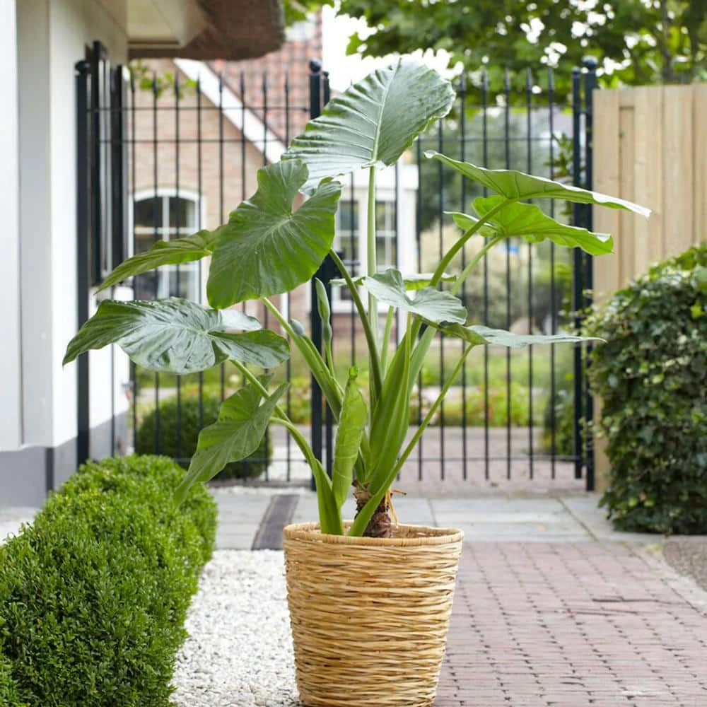 7/9 Inches, Alocasia Odora Elephant Ear Bulbs (Bag Of 5) 10 7/9 Inches, Alocasia Odora Elephant Ear Bulbs (Bag Of 5) - Image 8