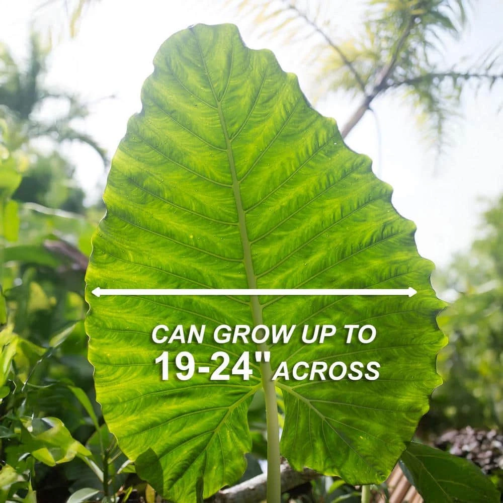 7/9 Inches, Alocasia Odora Elephant Ear Bulbs (Bag Of 5) 5 7/9 Inches, Alocasia Odora Elephant Ear Bulbs (Bag Of 5) - Image 3