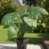 7/9 Inches, Alocasia Odora Elephant Ear Bulbs (Bag Of 5) -Garden State Bulb garden state bulb flower bulbs ecs 218 05 05 64 1000
