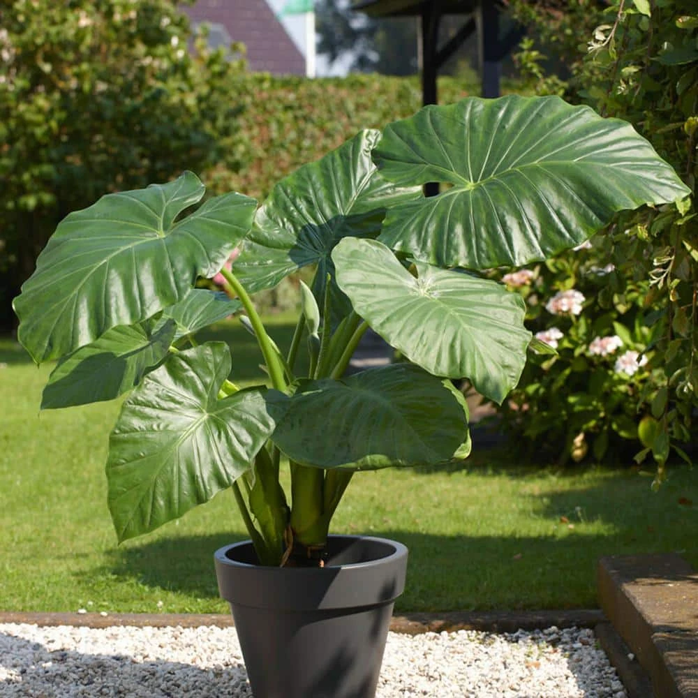 7/9 Inches, Alocasia Odora Elephant Ear Bulbs (Bag Of 5) 3 7/9 Inches, Alocasia Odora Elephant Ear Bulbs (Bag Of 5)