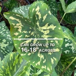 7/9 In. Alocasia Hilo Beauty Elephant Ear Bulbs (Bag Of 1) -Garden State Bulb garden state bulb flower bulbs ecs 219 01 01 4f 1000