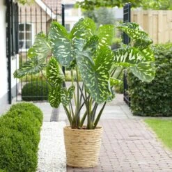7/9 In., Alocasia Hilo Beauty Elephant Ear Bulbs (Bag Of 5) -Garden State Bulb garden state bulb flower bulbs ecs 219 05 05 31 1000