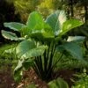 7/9 In. Colocasia Upright Black Elephant Ear Bulbs (Bag Of 1)