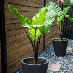 7/9 In. Colocasia Upright Black Elephant Ear Bulbs (Bag Of 3) -Garden State Bulb garden state bulb flower bulbs ecs 220 03 03 31 1000