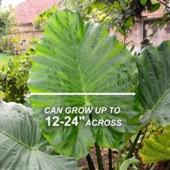 7/9 In. Colocasia Upright Black Elephant Ear Bulbs (Bag Of 3) -Garden State Bulb garden state bulb flower bulbs ecs 220 03 03 4f 1000